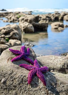 Starfish on a Beach