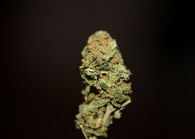 Cannabis medical bud macro