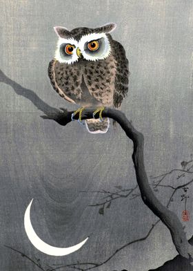 Owl on Branch