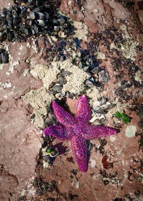 Purple Starfish