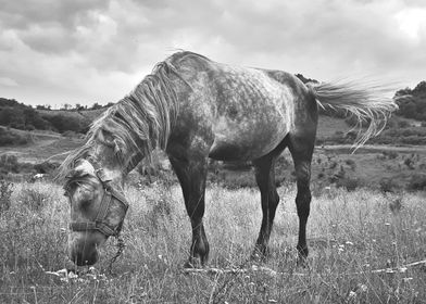 Monochrome horse pasture 1