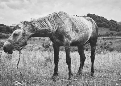 Monochrome horse pasture 3