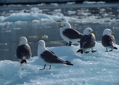 Arctic Wildlife