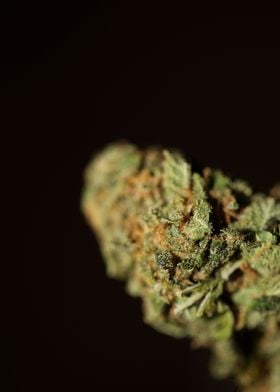 Cannabis medical bud macro