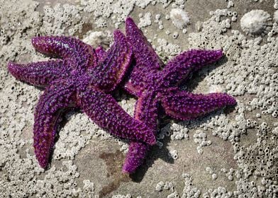 Starfish Love