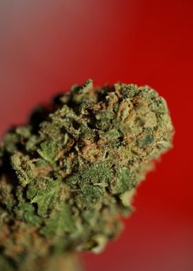 Cannabis medical bud macro