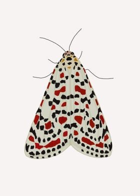 Moth 