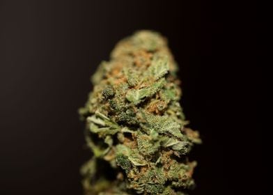 Cannabis medical bud macro