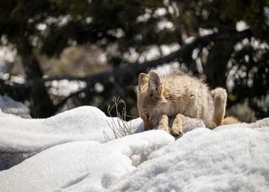 Sunbathing Gray Fox