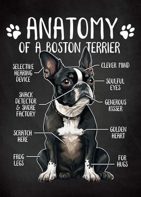 Anatomy Boston Terrier Dog