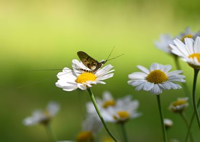 Mayfly