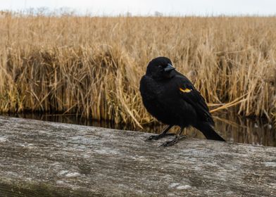 Red Winged Bird on Dock