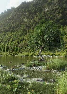 Old lonely tree summer