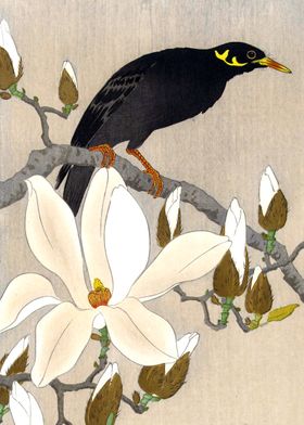 Myna on Magnolia Branch