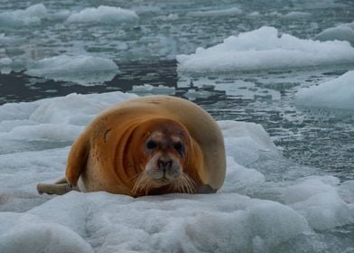 Resting Seal