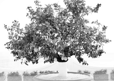 Lemon Tree in Positano 2 