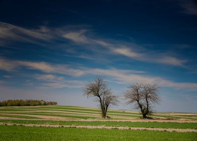 Trees and spring fields