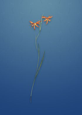 Gladiolus Watsonius