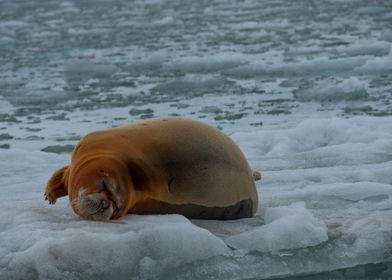 Resting Seal