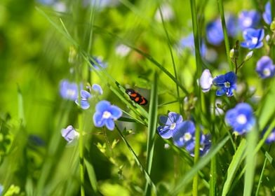 A red cicada in a meadow 