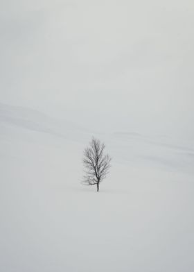 Arctic minimalist nature