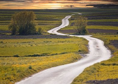  Spring road in the fields