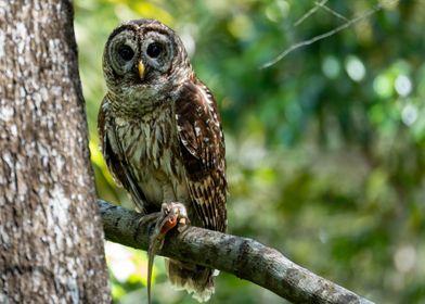 Barred owl with skink