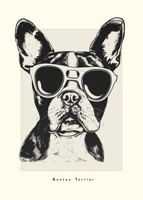 Boston Terrier Sketch