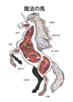 Unicorn anatomy