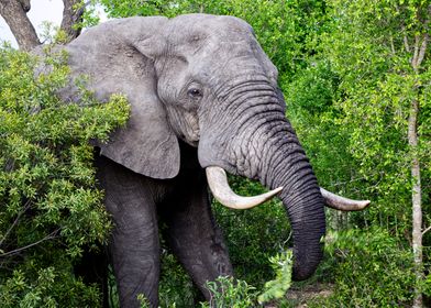 Elephant Encounter