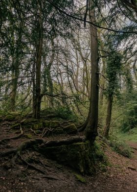 Ancient Tree Roots