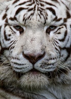 Gazing White Tiger