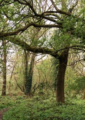 Twisting Forest Trees