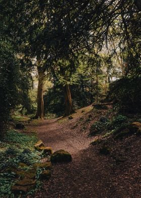 Dark Forest Tracks