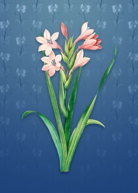 Vintage Gladiolus on Blue