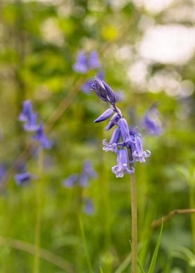 Bluebell in the Forest