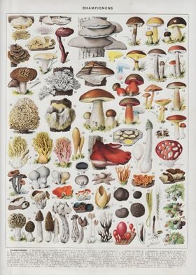 Mushrooms Vintage Fungi