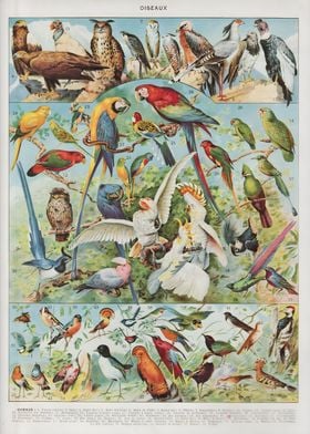 Vintage Birds