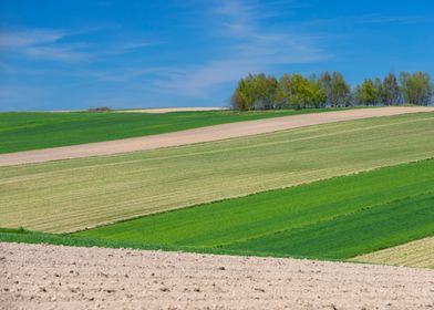  Spring fields in village