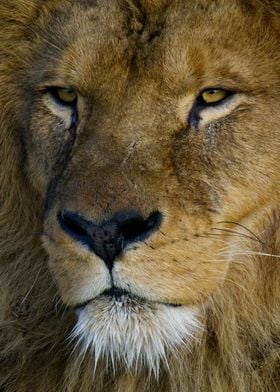 Majestic lions portrait