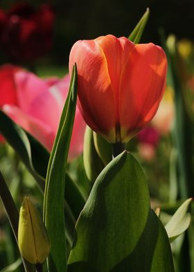 Field Of Tulips