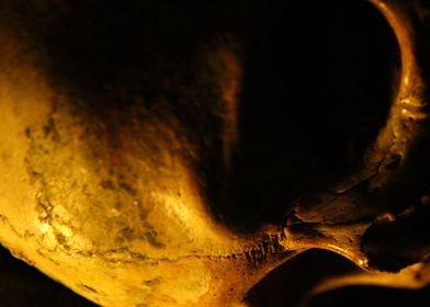 PAris Catacombe skull