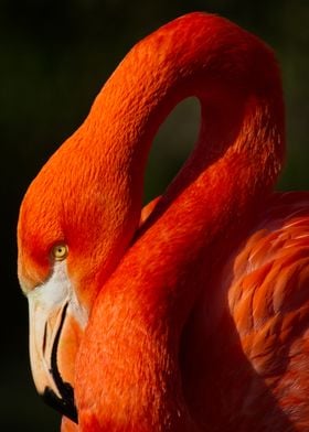 Curly Red Flamingo