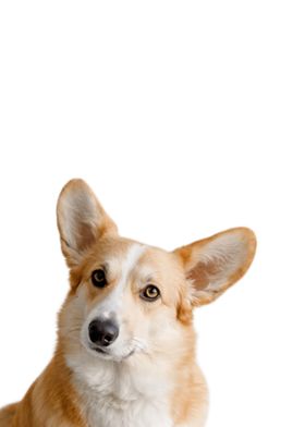 Cute Corgi