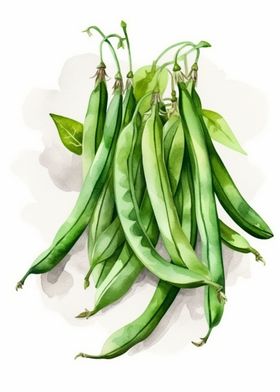 Green Beans Watercolor