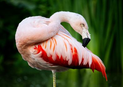 Pink flamingo