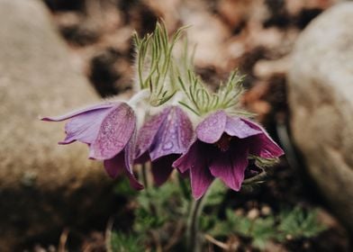 Purple Pasque Flower