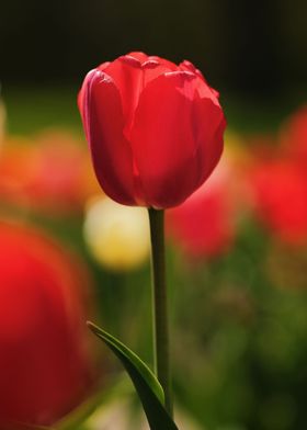 Field Of Tulips