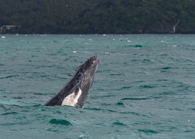 Humpback Whale Calf