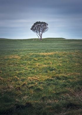 Idyllic view to a tree